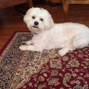 Meet your Posher, Carmela